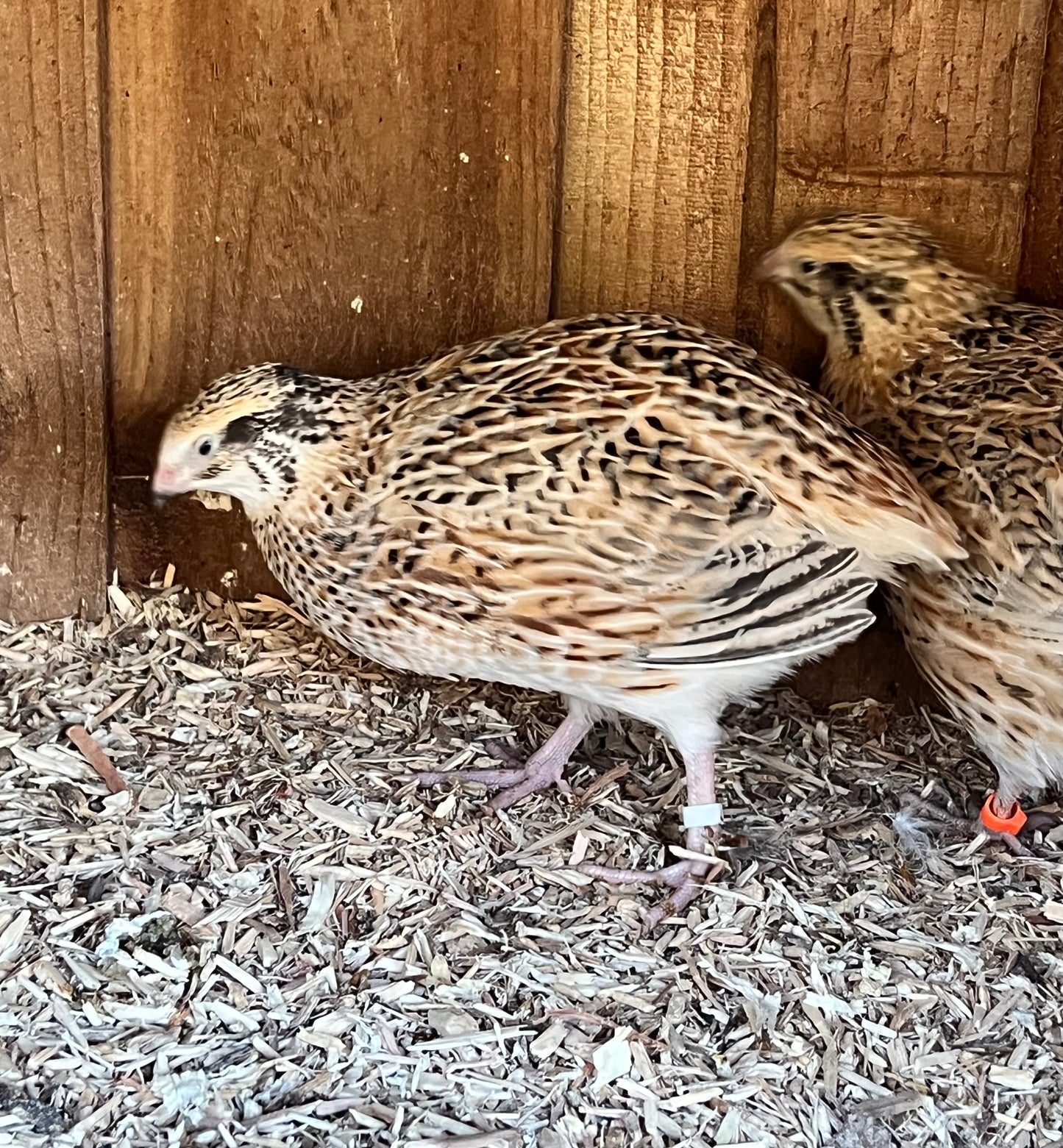 XL Giant Jumbo Italian Coturnix Quail Hatching Eggs - Feather Sexable