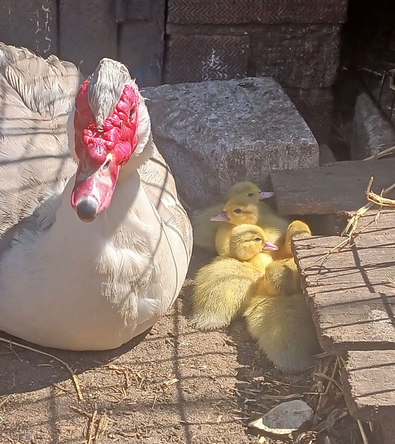 Pre-order - Lavender Muscovy Duck Hatching eggs