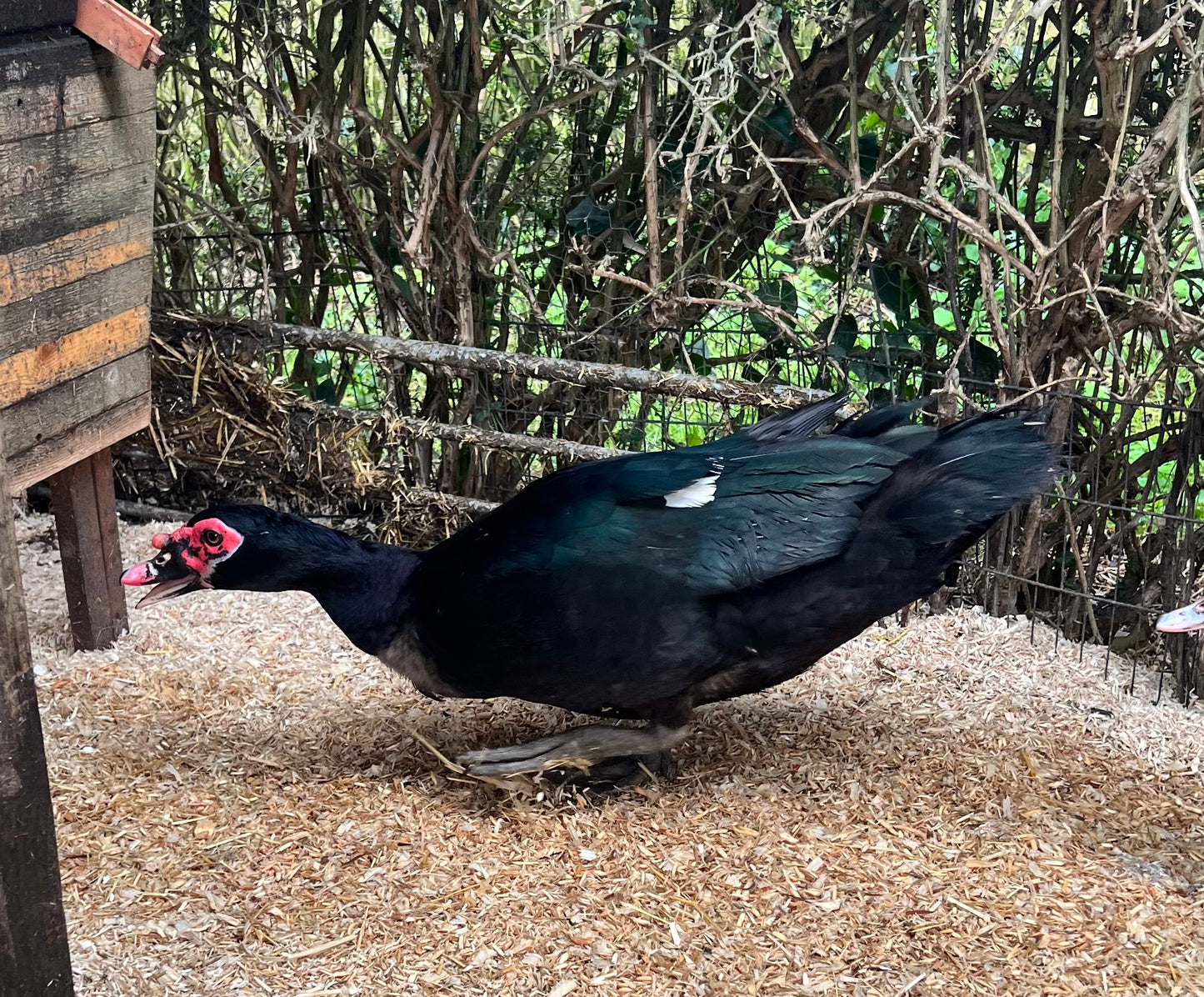 Pre-order - Black Muscovy Duck Hatching eggs - individual - Wild Type