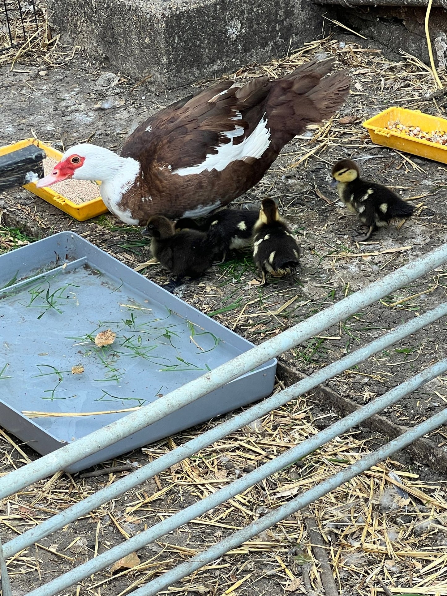 Rare colour Muscovy Hatching Eggs - pack of 12 - ZM Sports
