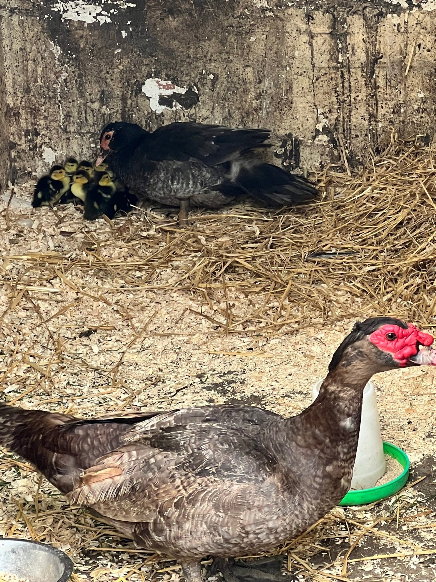 Rare colour Muscovy Hatching Eggs - pack of 12 - ZM Sports