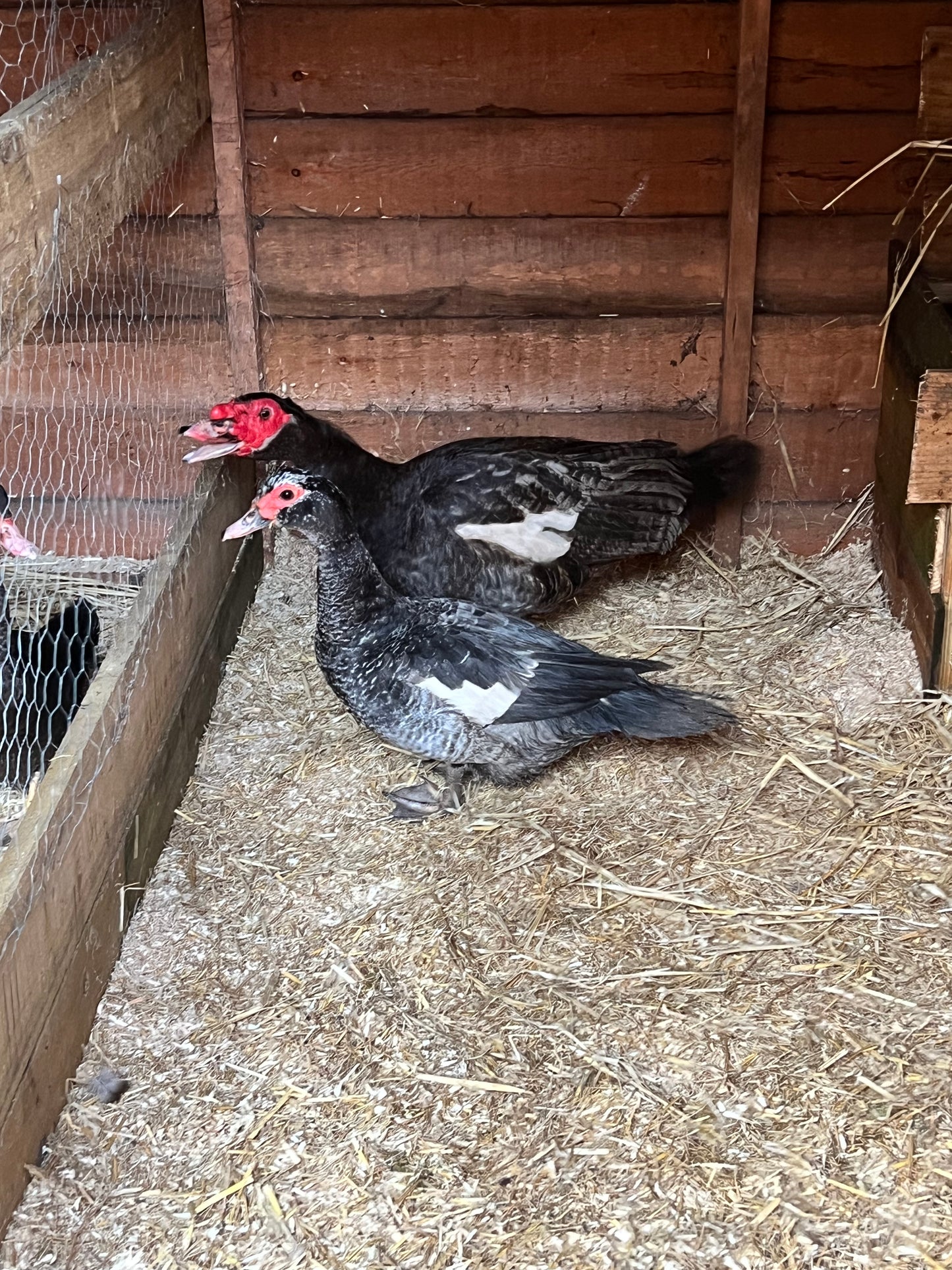 Pre-Order - Blue Muscovy Duck Hatching eggs - individual