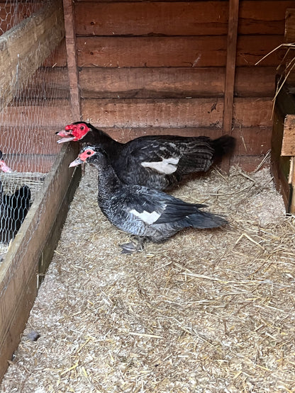 Pre-Order - Blue Muscovy Duck Hatching eggs - individual