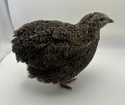 Jumbo Coturnix Quail Mix Hatching Eggs