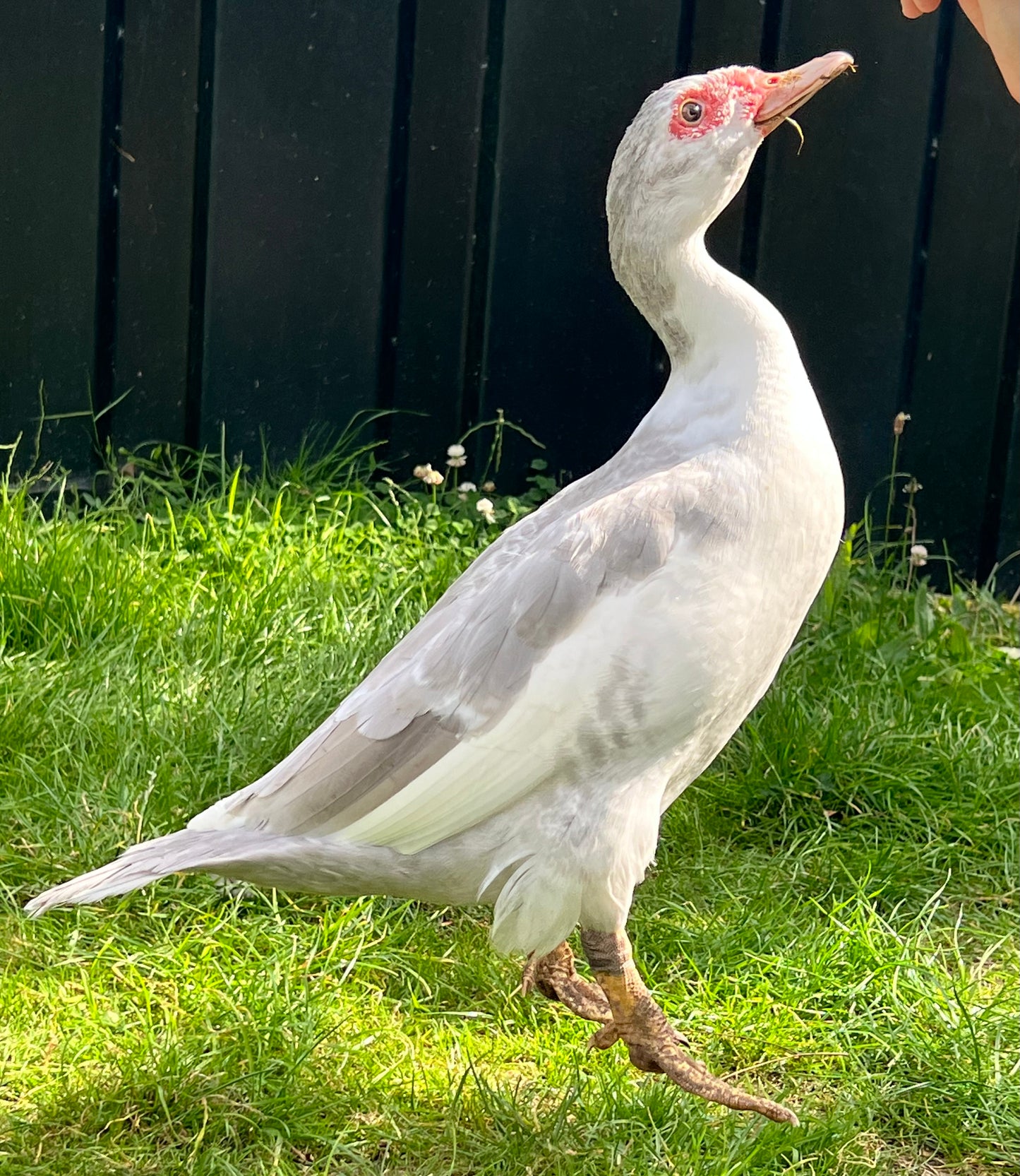 Pre-order - Lavender Muscovy Duck Hatching eggs