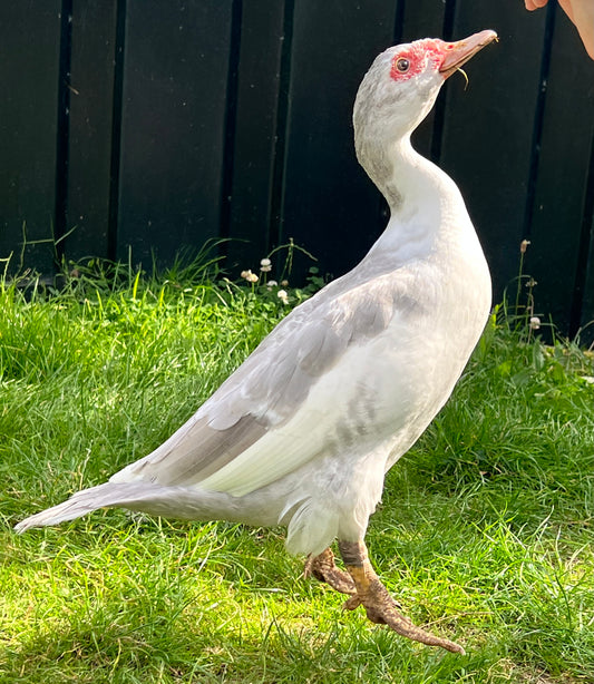 Pre-Order - Lavender - Muscovy Duck Hatching eggs - individual