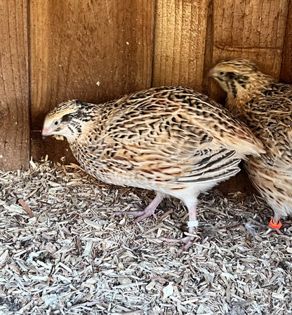 XL Giant Jumbo Italian Coturnix Quail Hatching Eggs - Feather Sexable