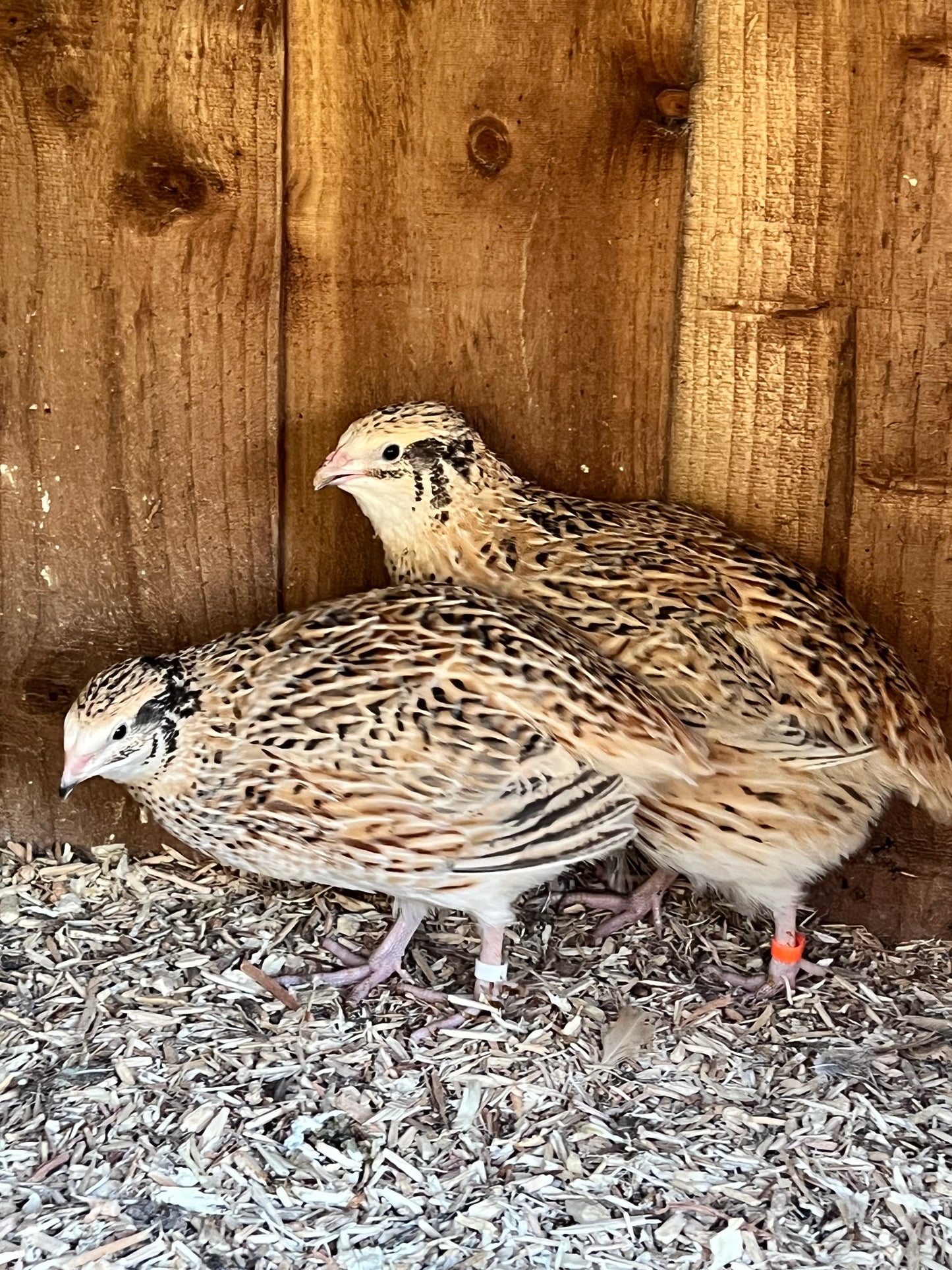 XL Giant Jumbo Italian Coturnix Quail Hatching Eggs - Feather Sexable