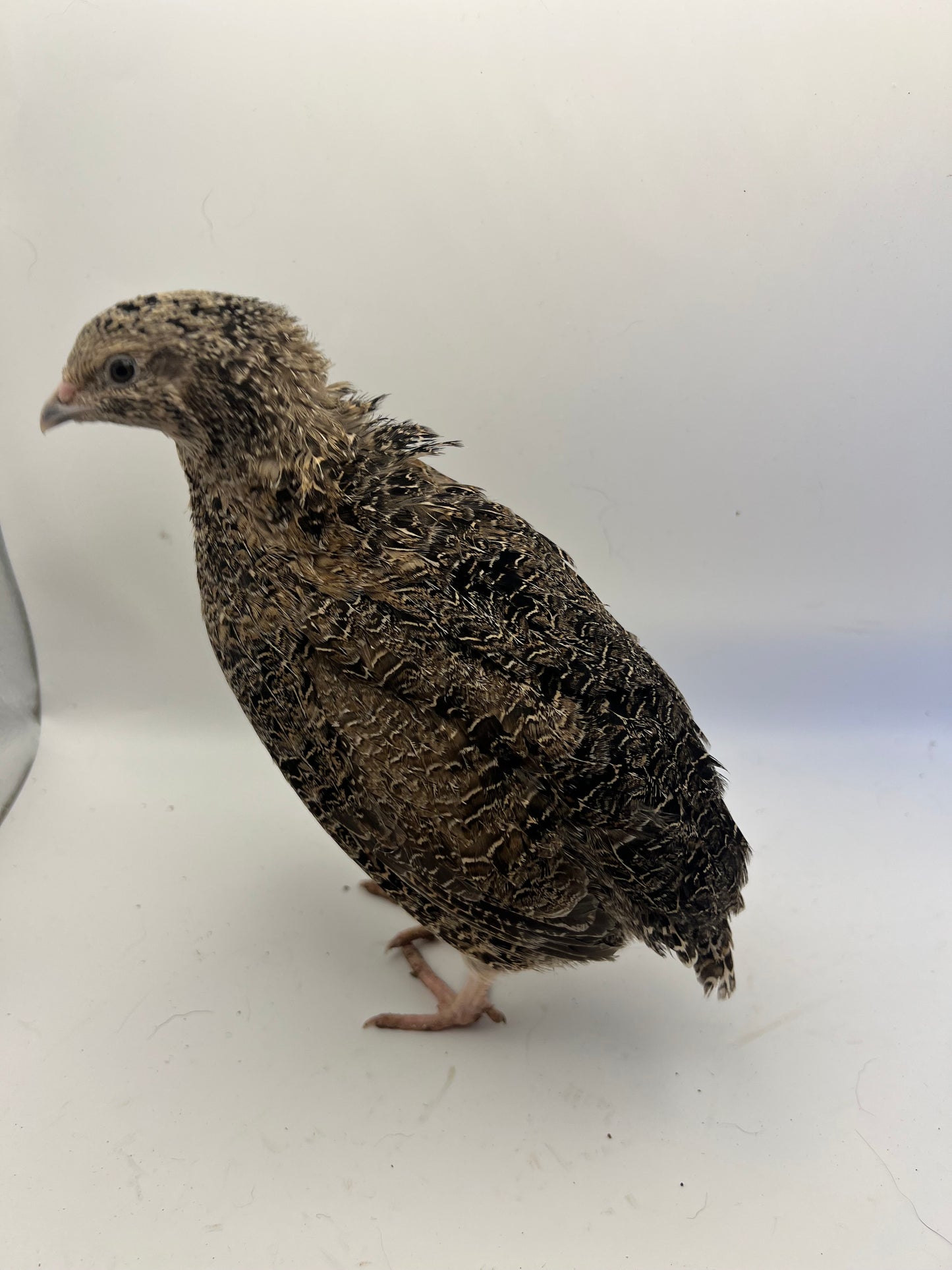 Jumbo Coturnix Quail Mix Hatching Eggs