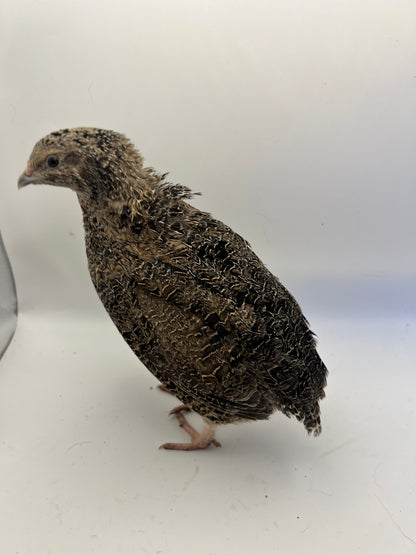 Jumbo Coturnix Quail Mix Hatching Eggs