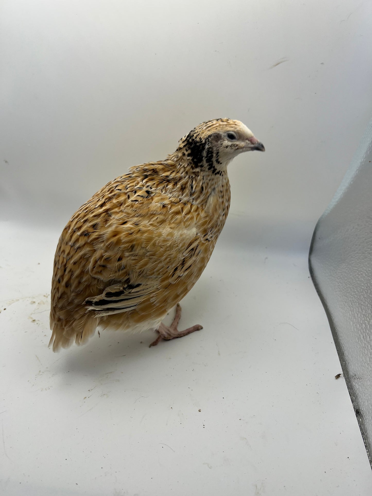 XL Giant/Super Jumbo Coturnix Quail Hatching Eggs