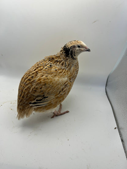 XL Giant/Super Jumbo Coturnix Quail Hatching Eggs