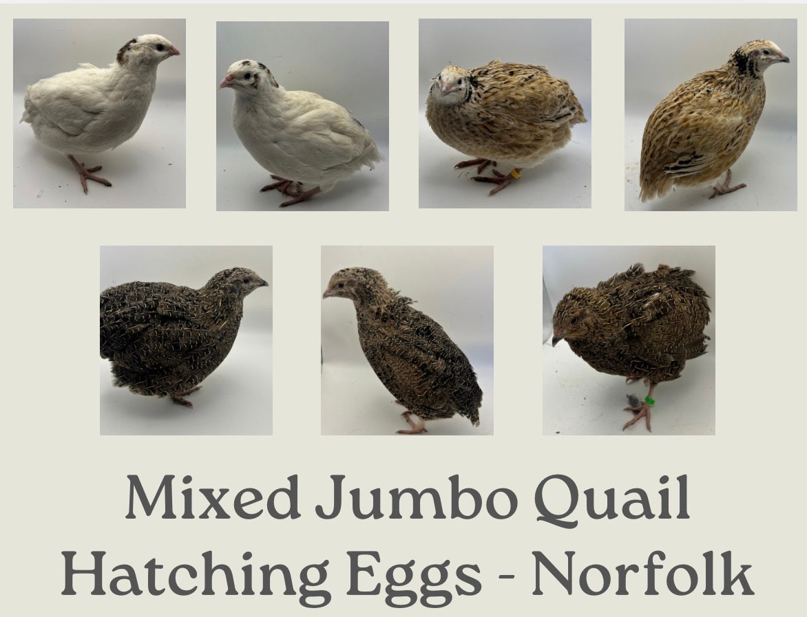 Jumbo Coturnix Quail Mix Hatching Eggs