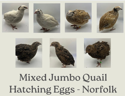 Jumbo Coturnix Quail Mix Hatching Eggs
