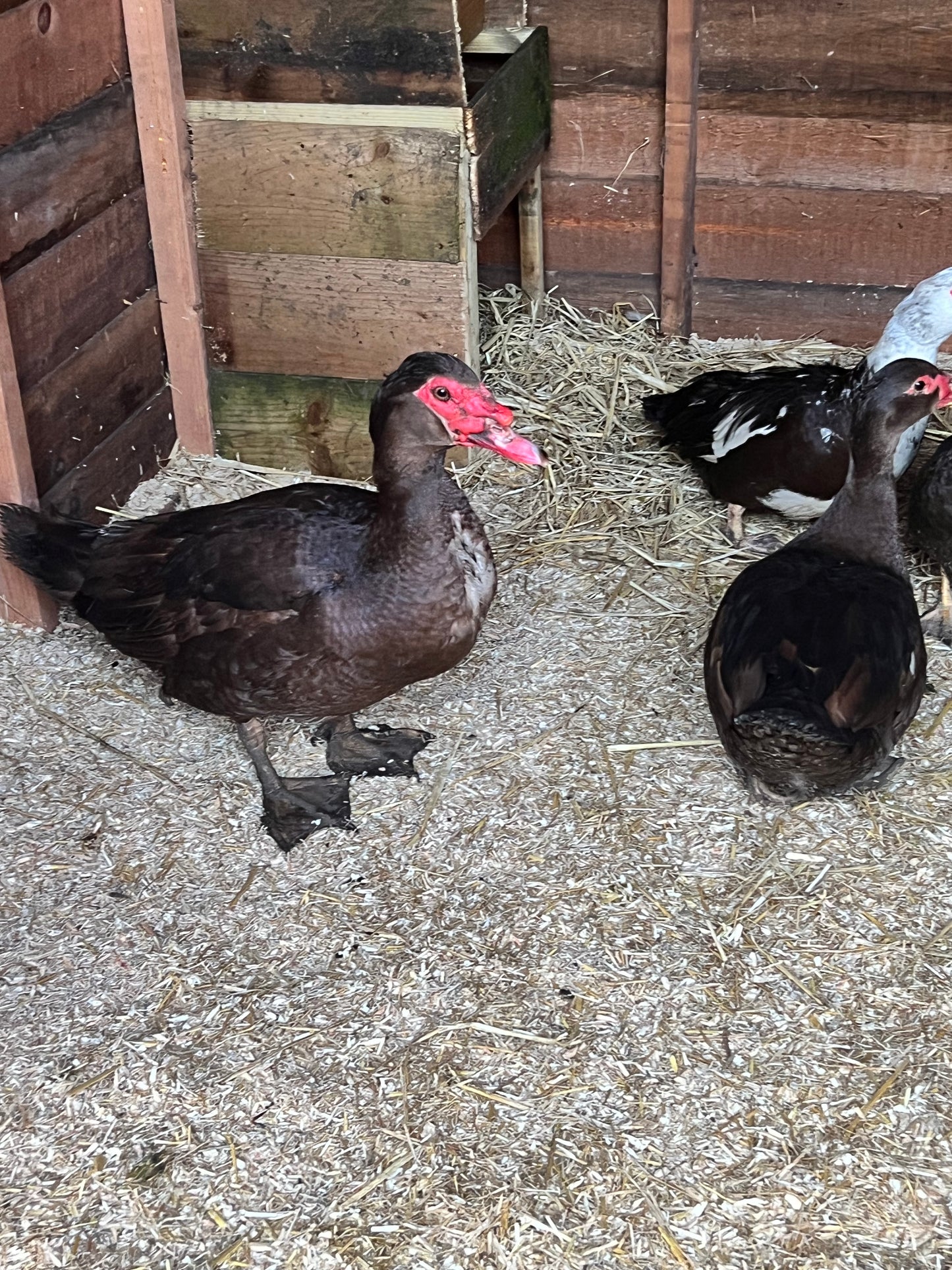 Pre-Order - Chocolate Muscovy Duck Hatching eggs - individual