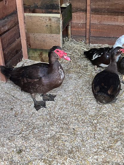 Pre-Order - Chocolate Muscovy Duck Hatching eggs - individual