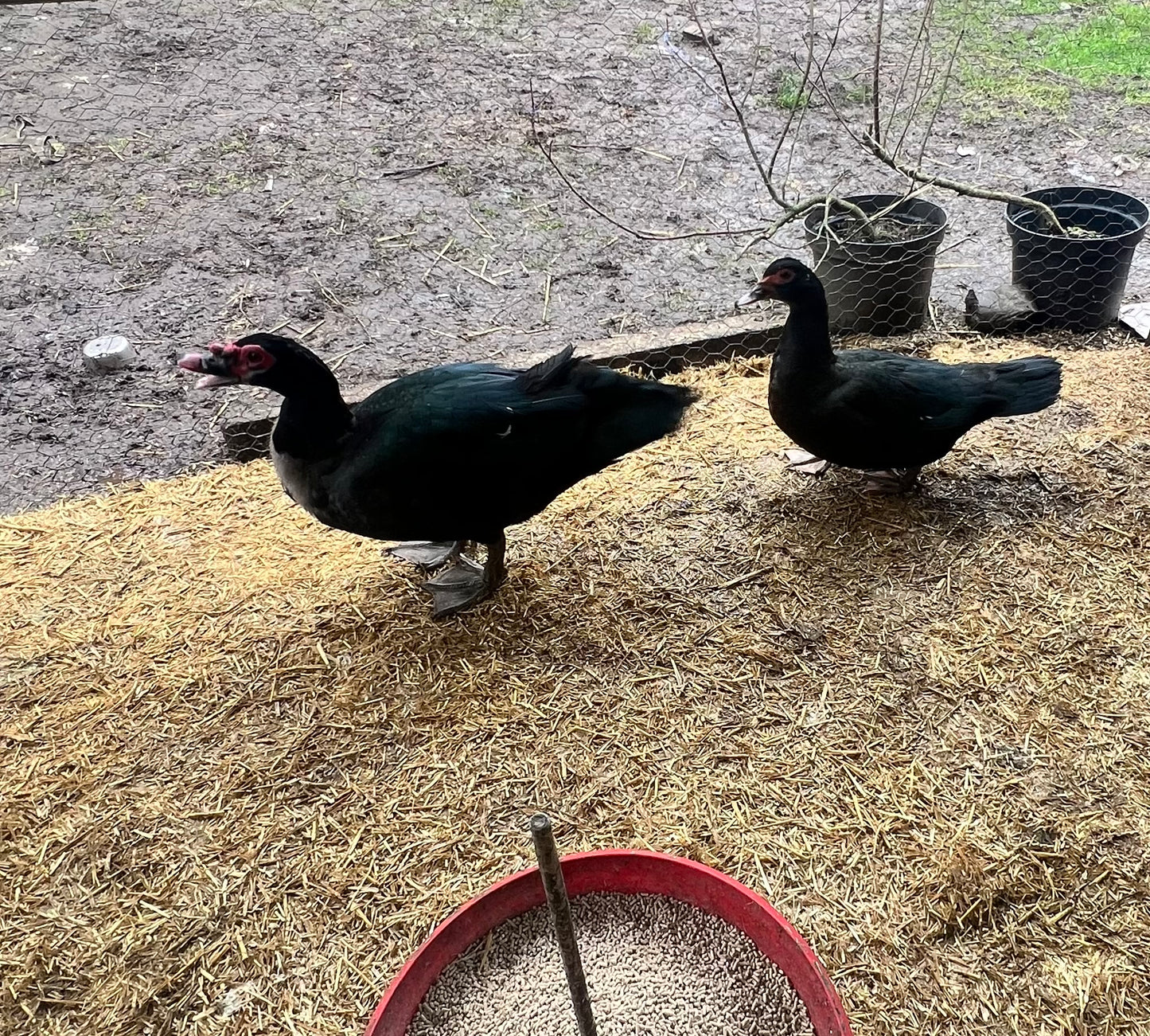 Pre-order - Black Muscovy Duck Hatching eggs - individual - Wild Type