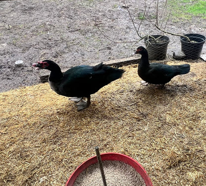 Pre-order - Black Muscovy Duck Hatching eggs - individual - Wild Type