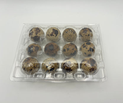 Empty Clear Plastic Quail Egg Boxes | Egg Cartons | Pack of 10–150