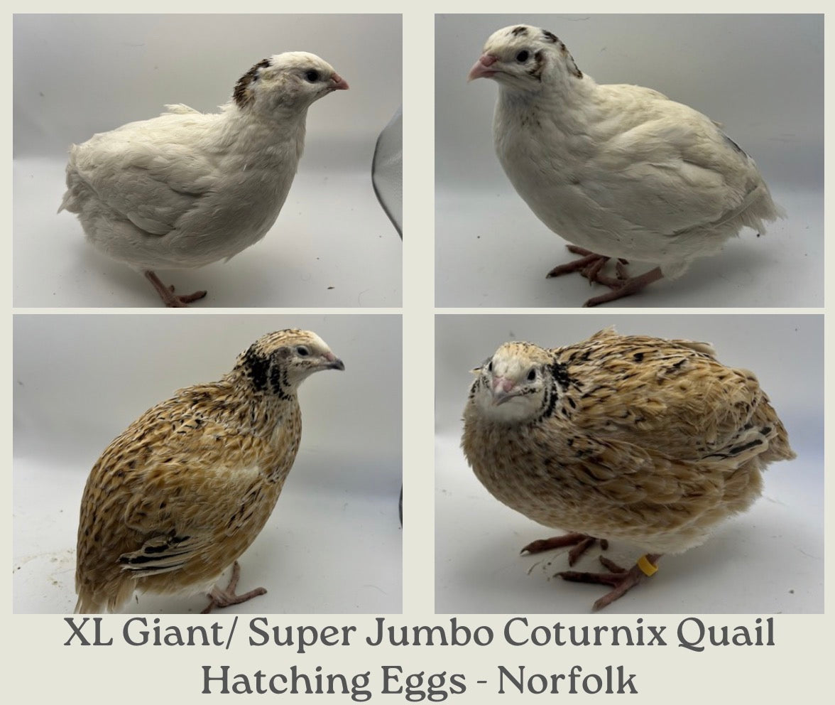 XL Giant/Super Jumbo Coturnix Quail Hatching Eggs