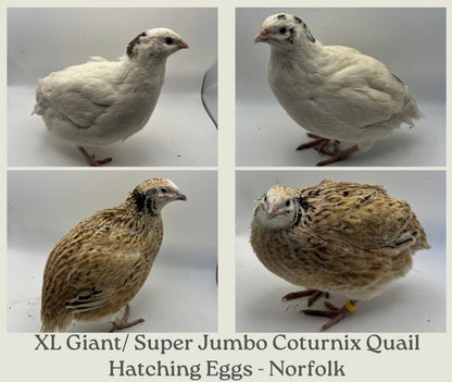 XL Giant/Super Jumbo Coturnix Quail Hatching Eggs
