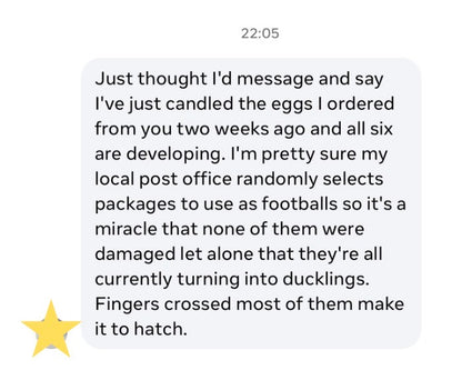 Muscovy Duck Hatching eggs - Individual - Mixed colour - UK