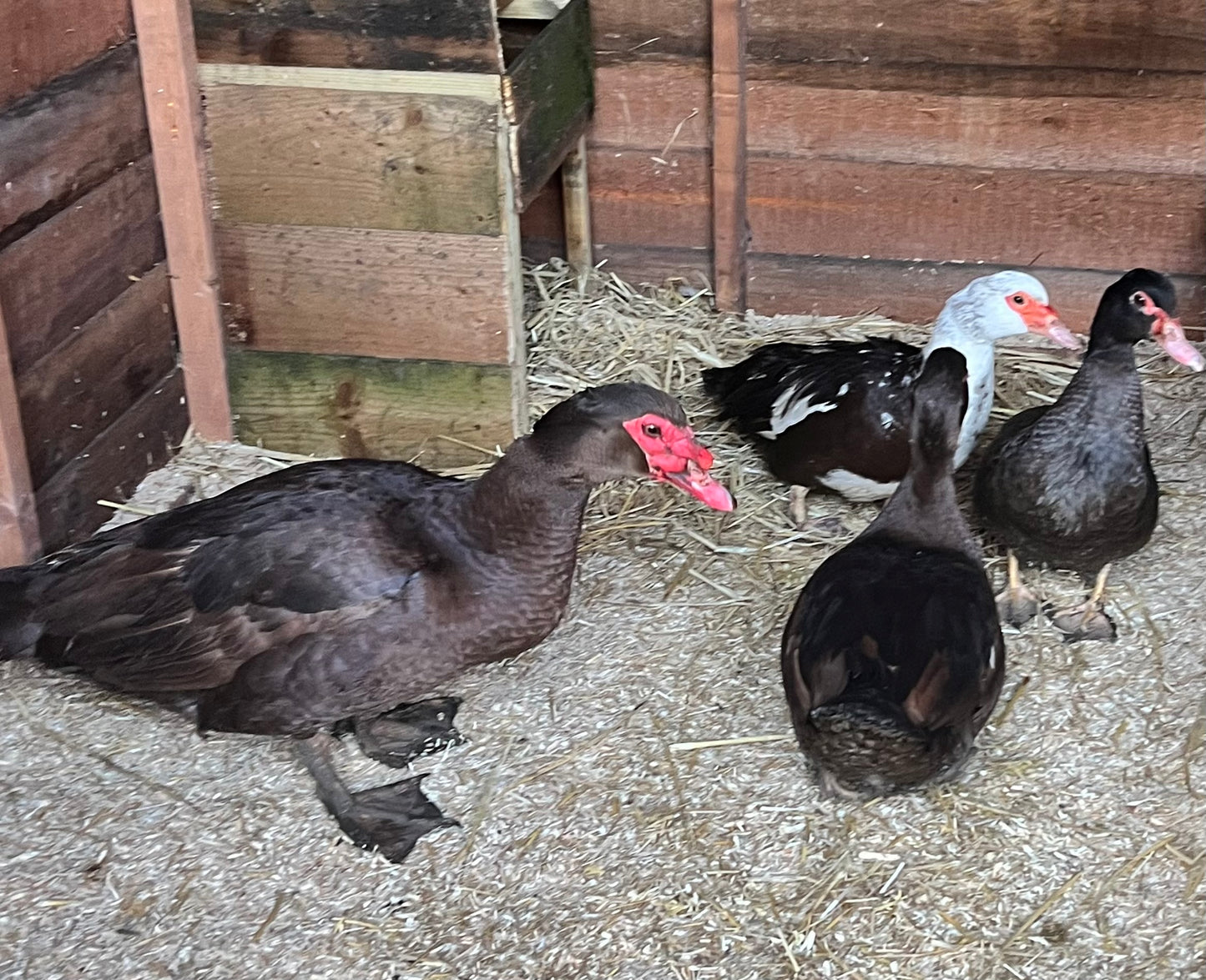 Pre-Order - Chocolate Muscovy Duck Hatching eggs - individual