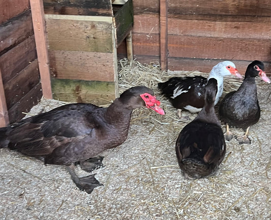 Pre-Order - Chocolate Muscovy Duck Hatching eggs - individual