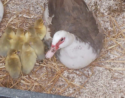 Pre-order - Lavender Muscovy Duck Hatching eggs