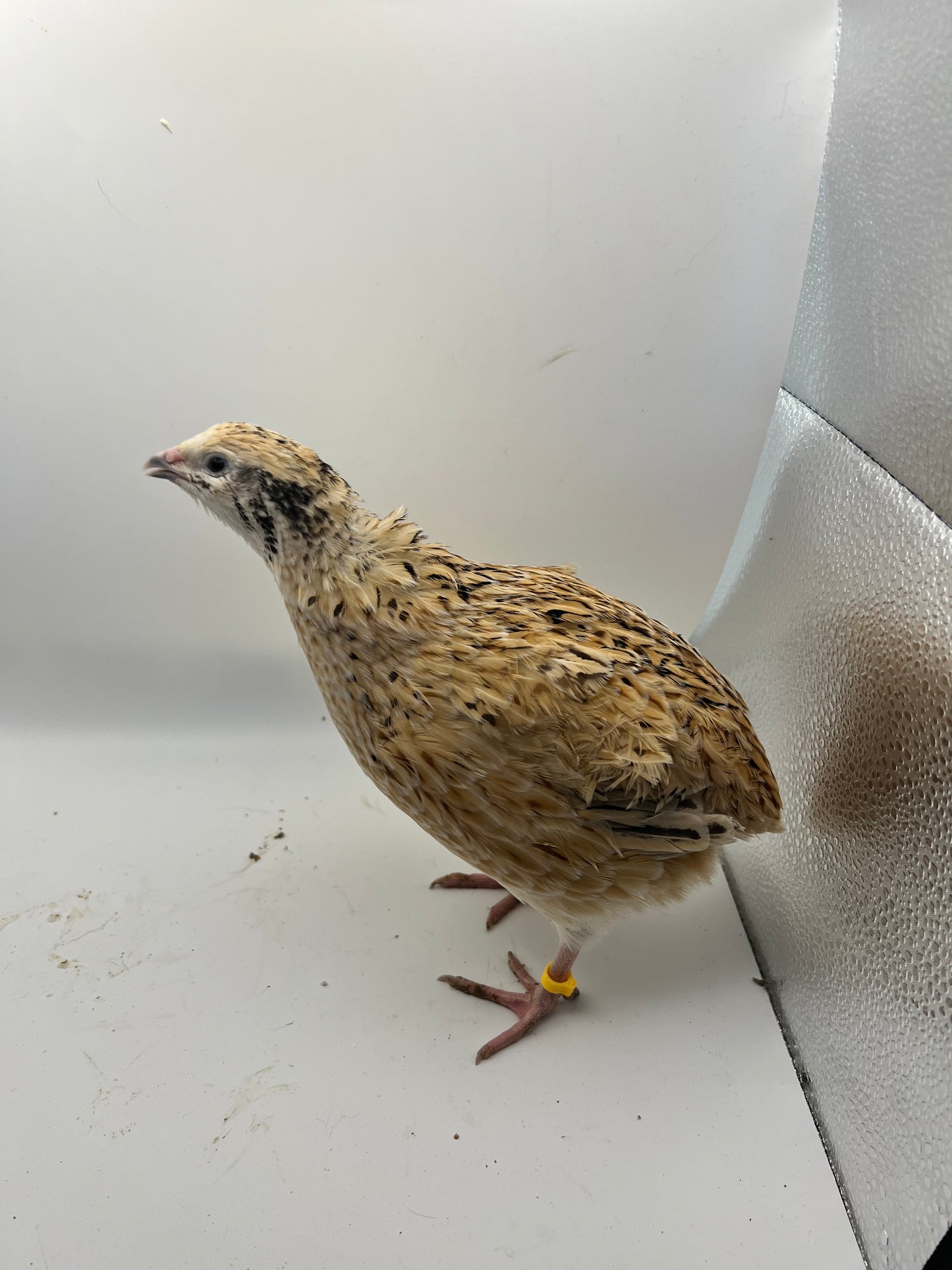XL Giant/Super Jumbo Coturnix Quail Hatching Eggs