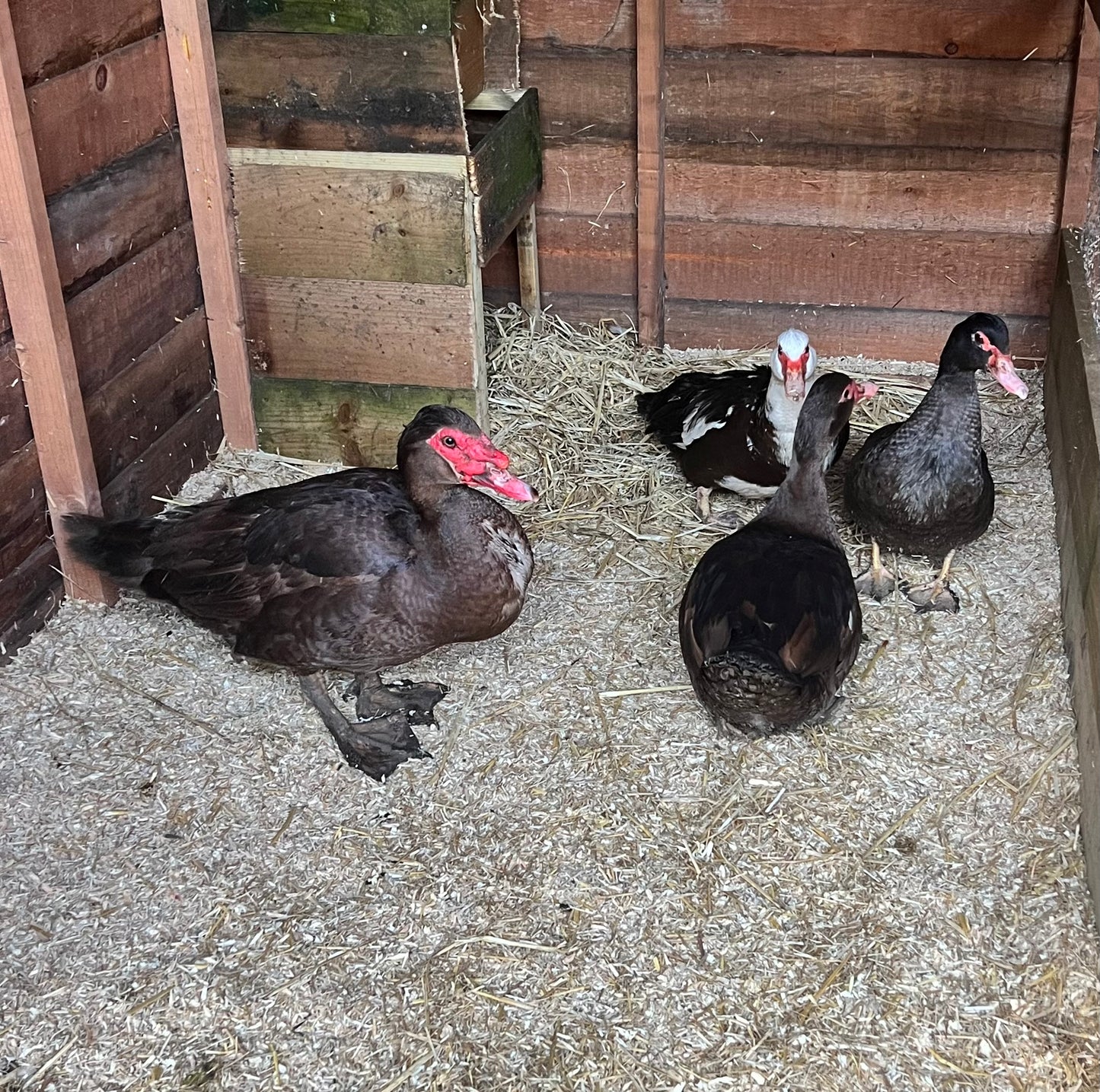 Pre-Order - Chocolate Muscovy Duck Hatching eggs - individual