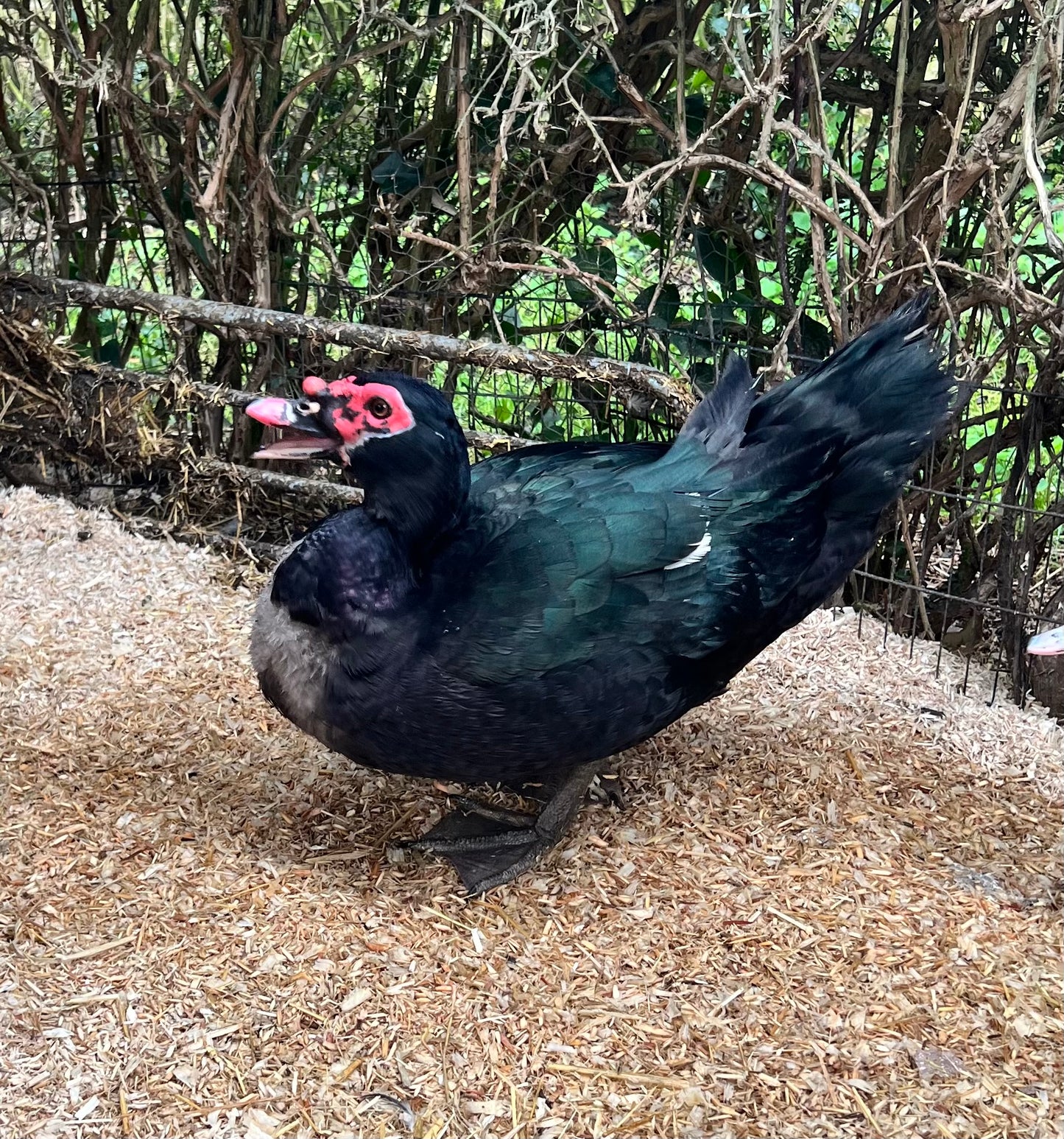 Pre-order - Black Muscovy Duck Hatching eggs - individual - Wild Type