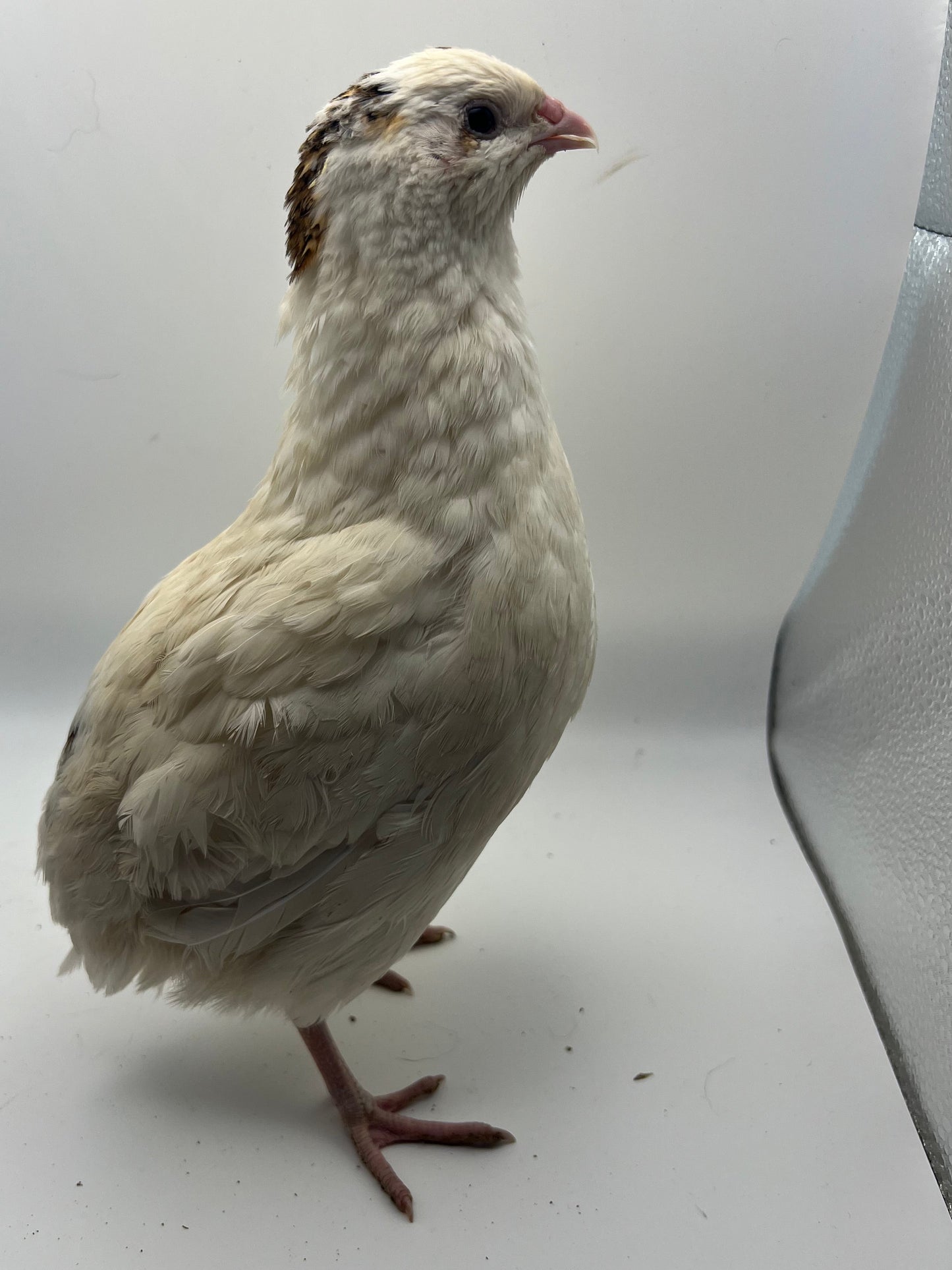 XL Giant/Super Jumbo Coturnix Quail Hatching Eggs