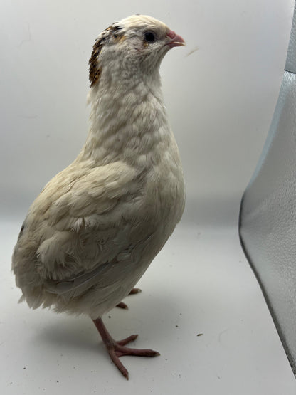 XL Giant/Super Jumbo Coturnix Quail Hatching Eggs