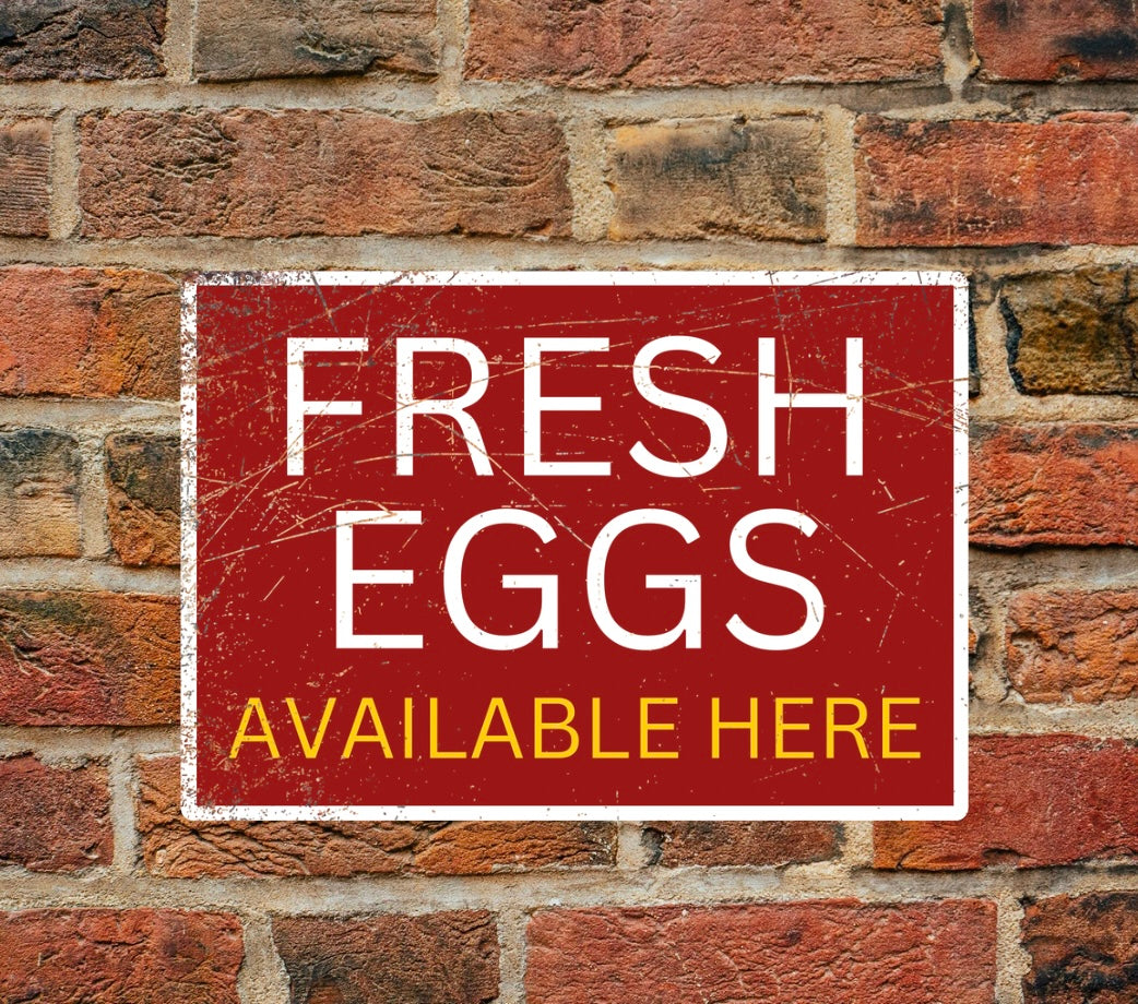 Fresh eggs available here - A4 Aluminium sign