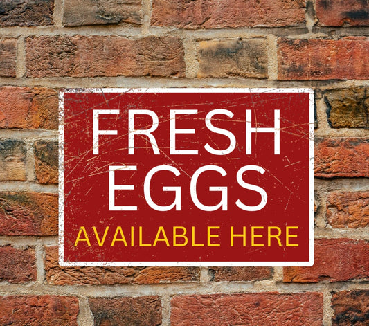 Fresh eggs available here - A4 Aluminium sign