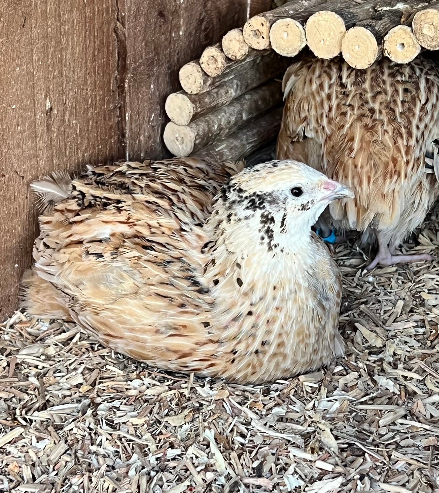 XL Giant Jumbo Italian Coturnix Quail Hatching Eggs - Feather Sexable