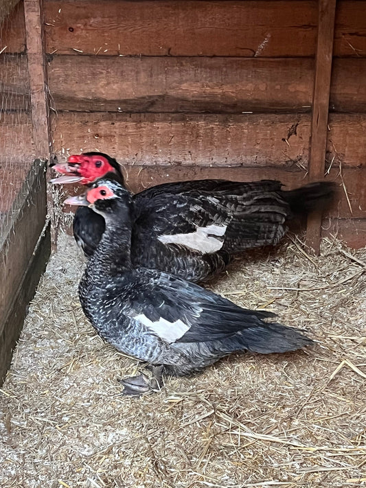 Pre-order - Blue Muscovy Duck Hatching eggs