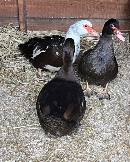 Pre-Order - Chocolate Muscovy Duck Hatching eggs - individual