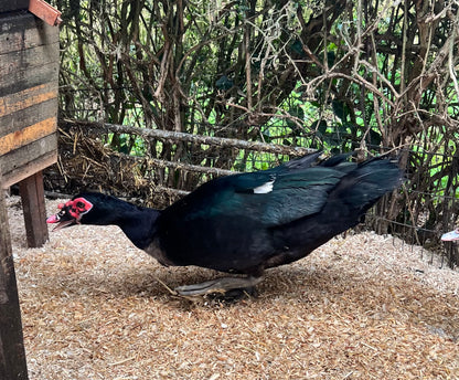 Pre-order - Black Muscovy Duck Hatching eggs - individual - Wild Type