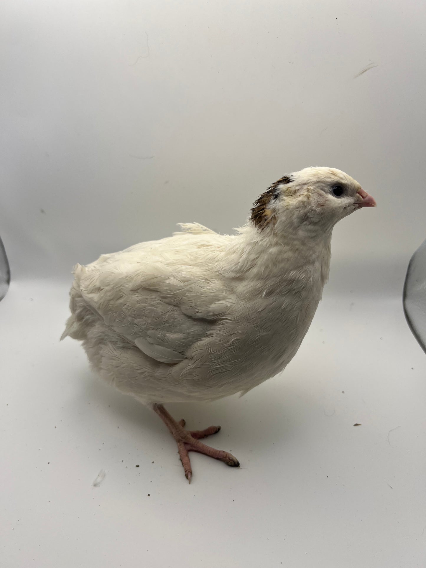 XL Giant/Super Jumbo Coturnix Quail Hatching Eggs