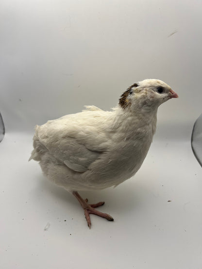 XL Giant/Super Jumbo Coturnix Quail Hatching Eggs