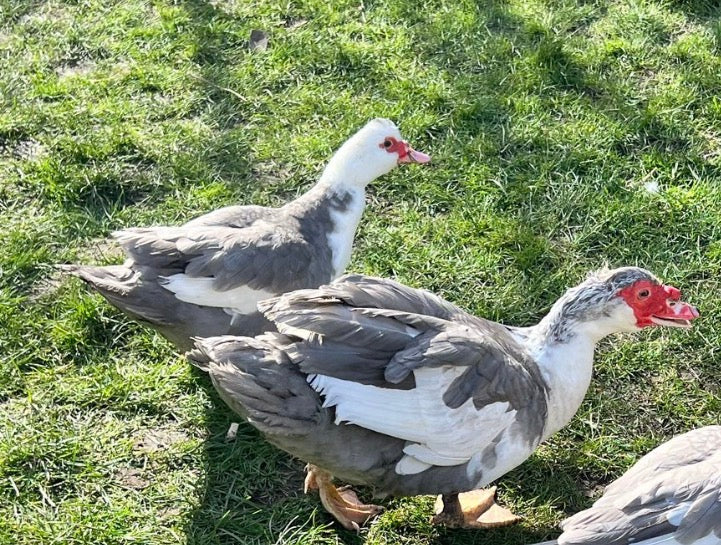 Pre-order - Lavender Muscovy Duck Hatching eggs