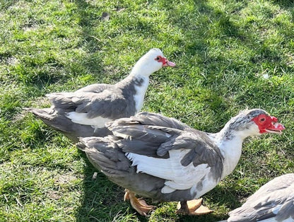 Pre-order - Lavender Muscovy Duck Hatching eggs