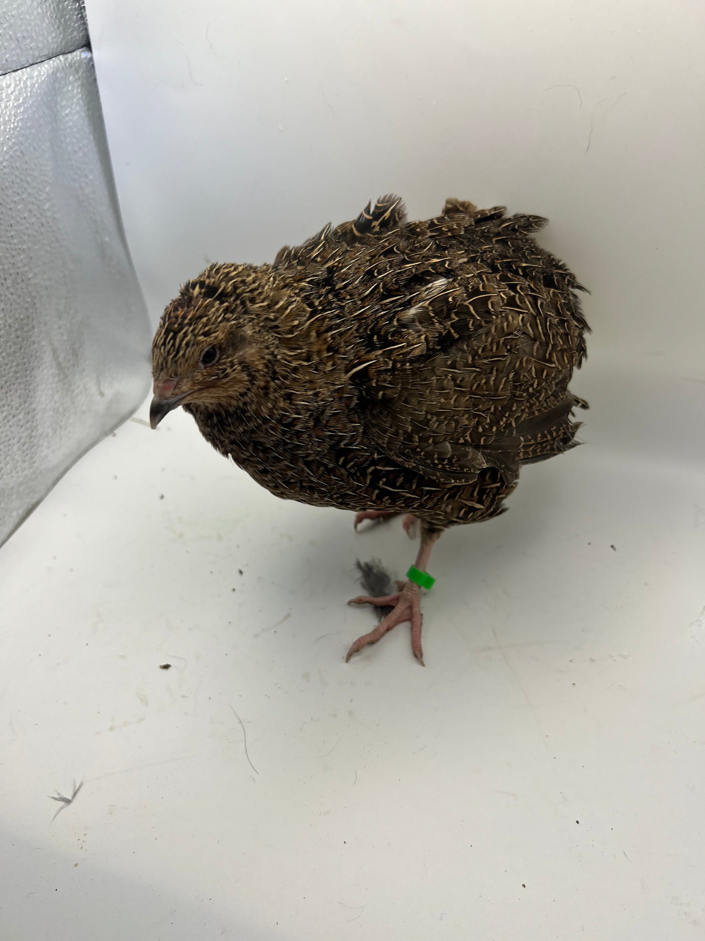 Jumbo Coturnix Quail Mix Hatching Eggs