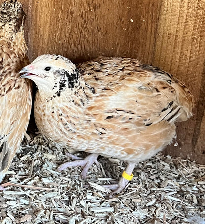 XL Giant Jumbo Italian Coturnix Quail Hatching Eggs - Feather Sexable
