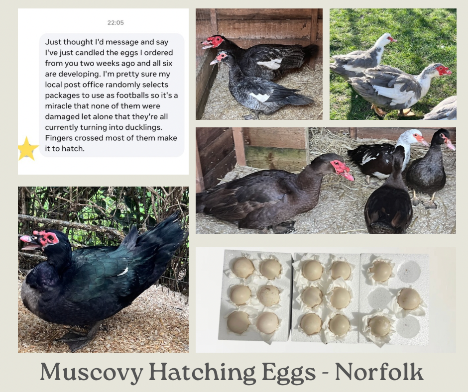 Muscovy Duck Hatching eggs - Individual - Mixed colour - UK