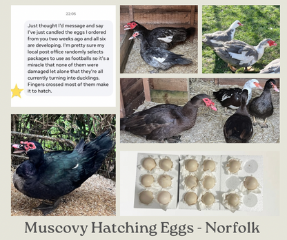 Muscovy Duck Hatching eggs - Individual - Mixed colour - UK