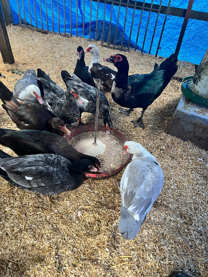 Muscovy Duck Hatching eggs - Mixed Colour - UK