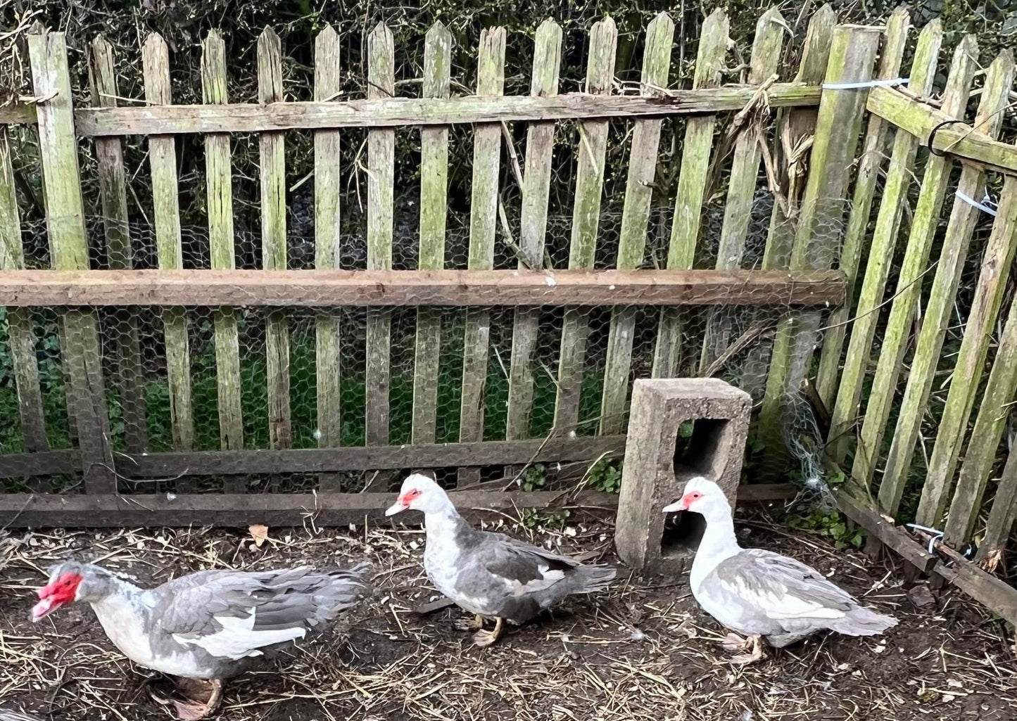 Lavender Pied Muscovy Hatching eggs - 6 Pack - ZM Sports